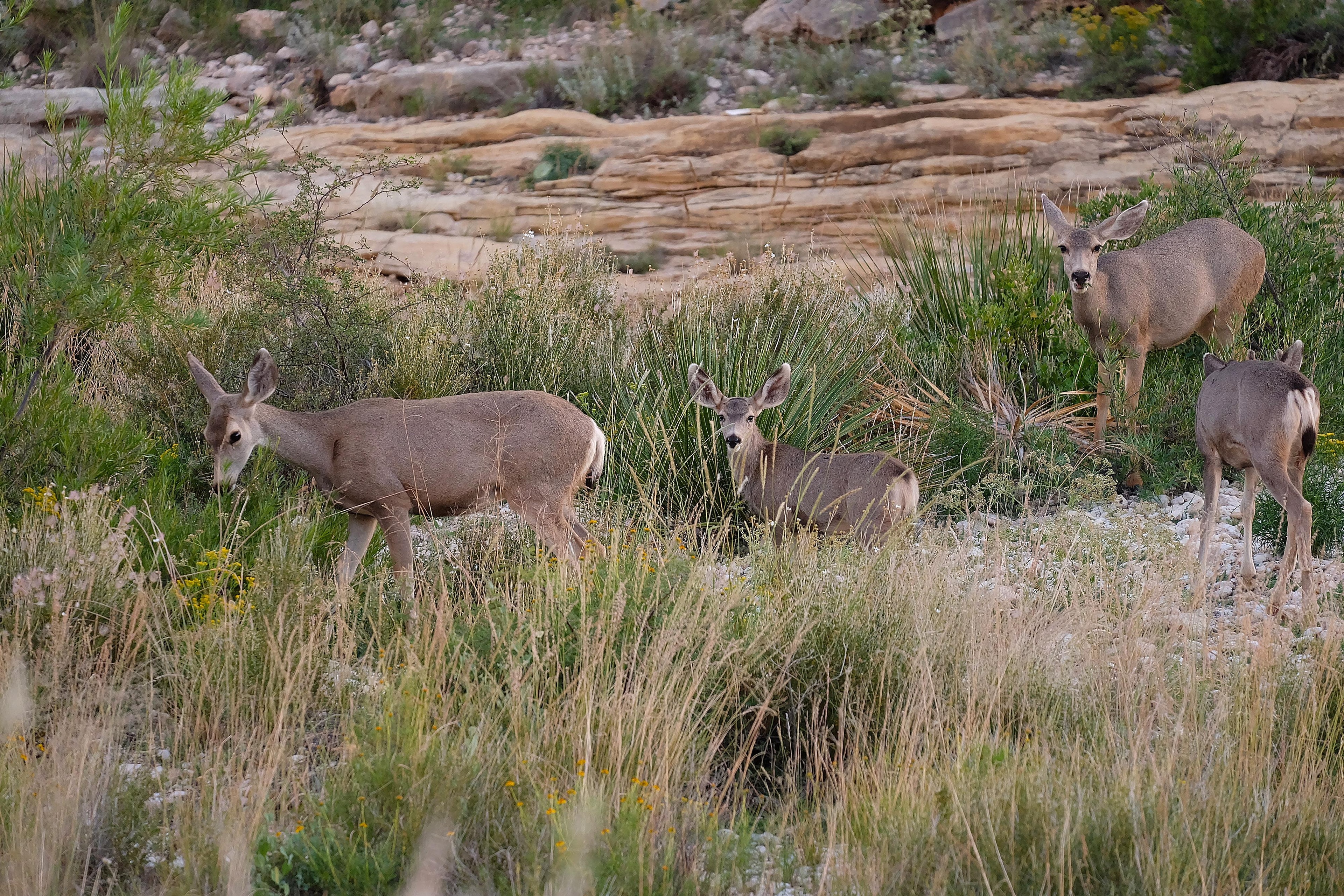 Photo of four mule deer in a drainage with vegetation around them.