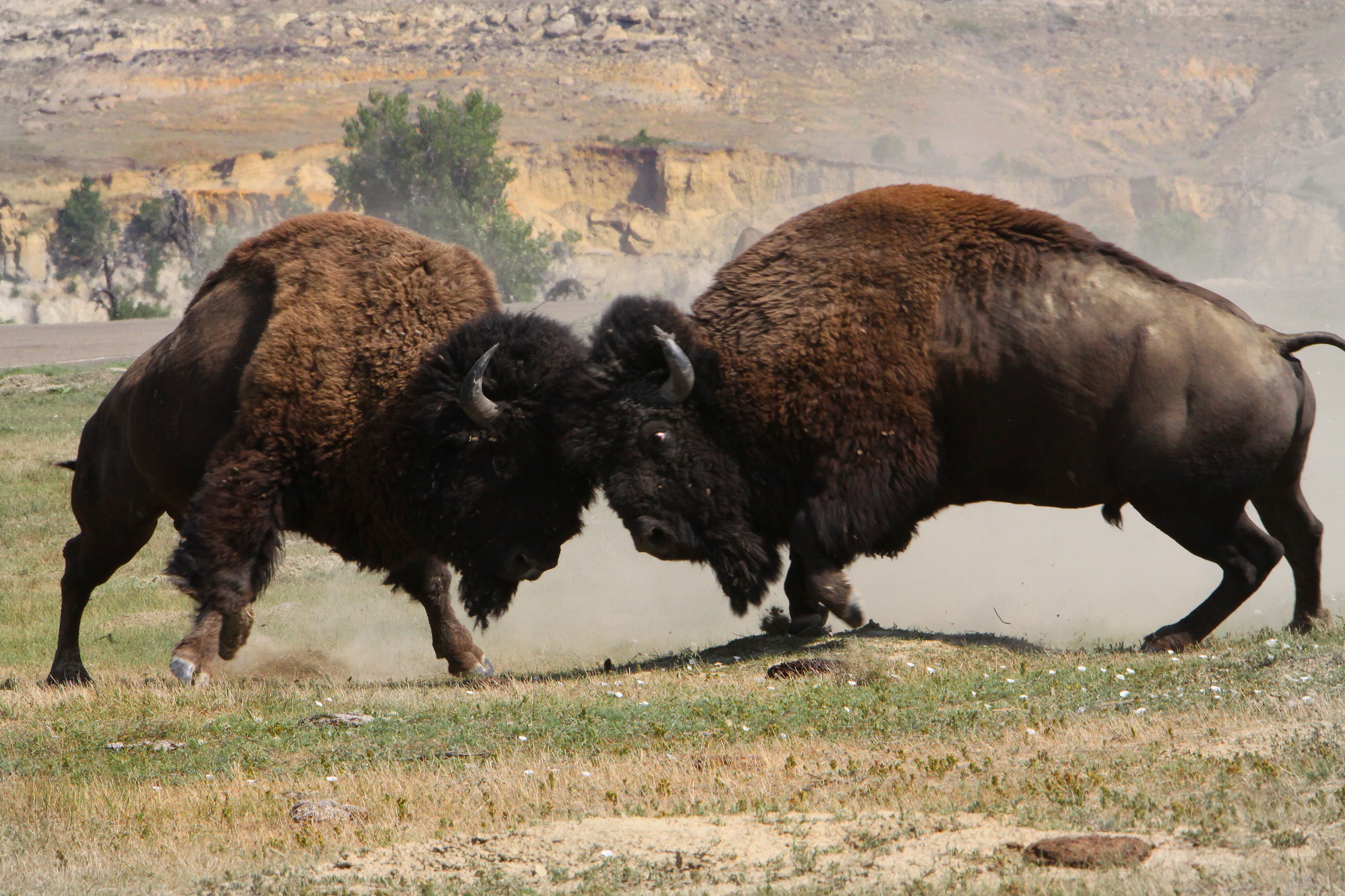 two bull bison collide heads in a dusty battle for dominance