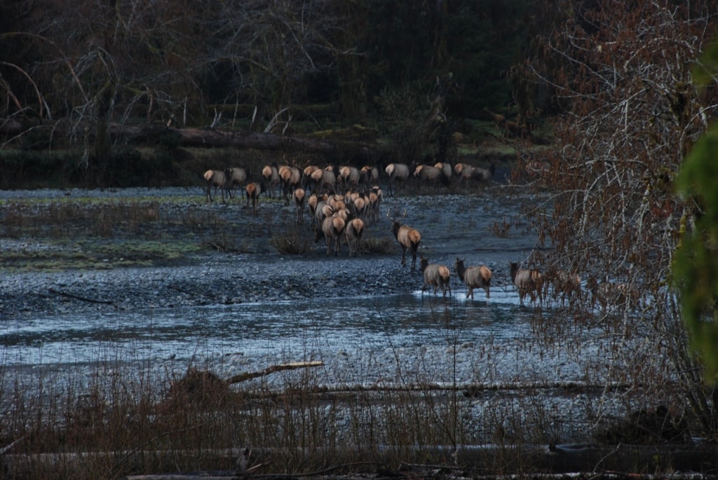 A herd of elk crossing a river.