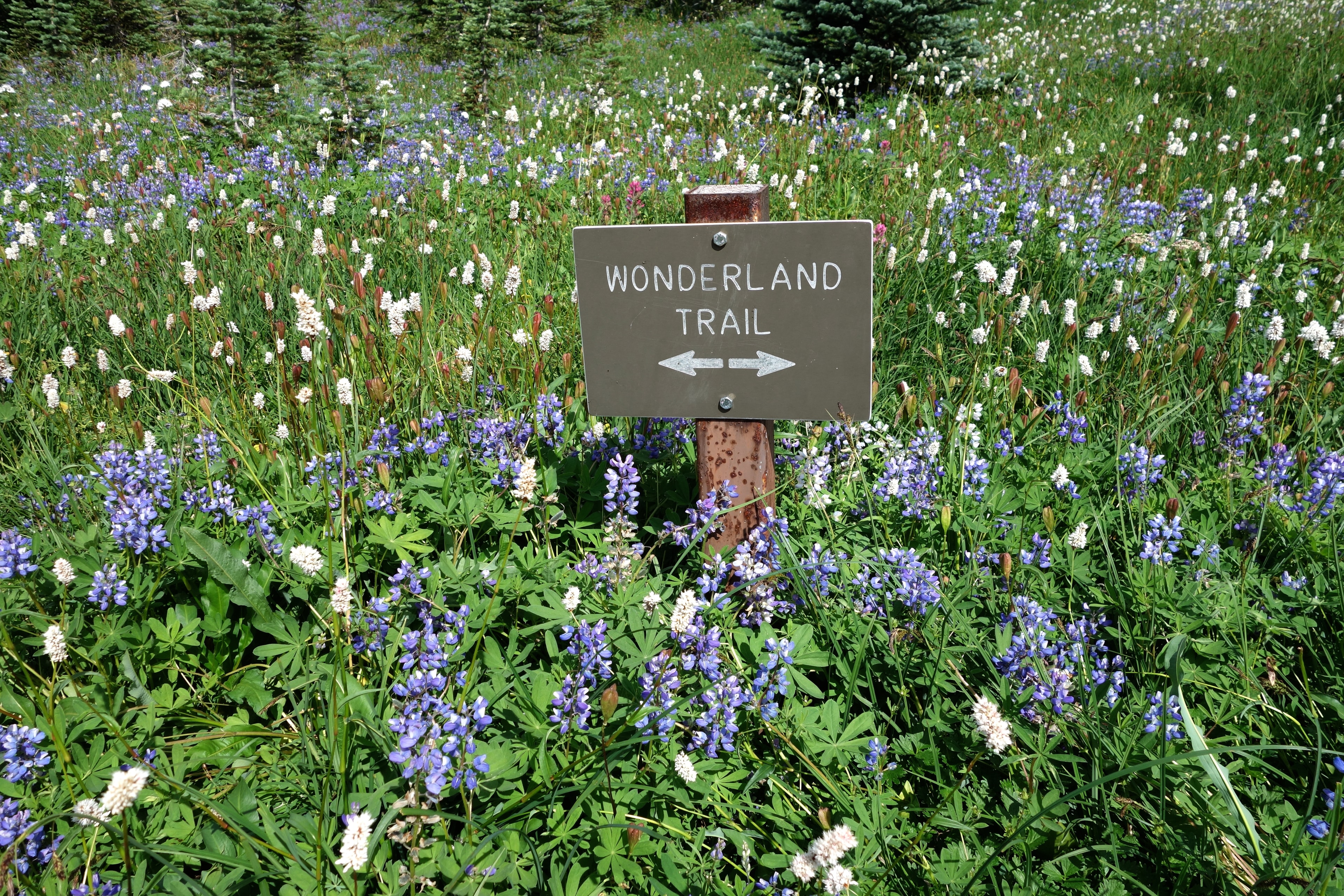 Purple lupine and white bistort bloom in a meadow alongside a sign for the Wonderland Trail.