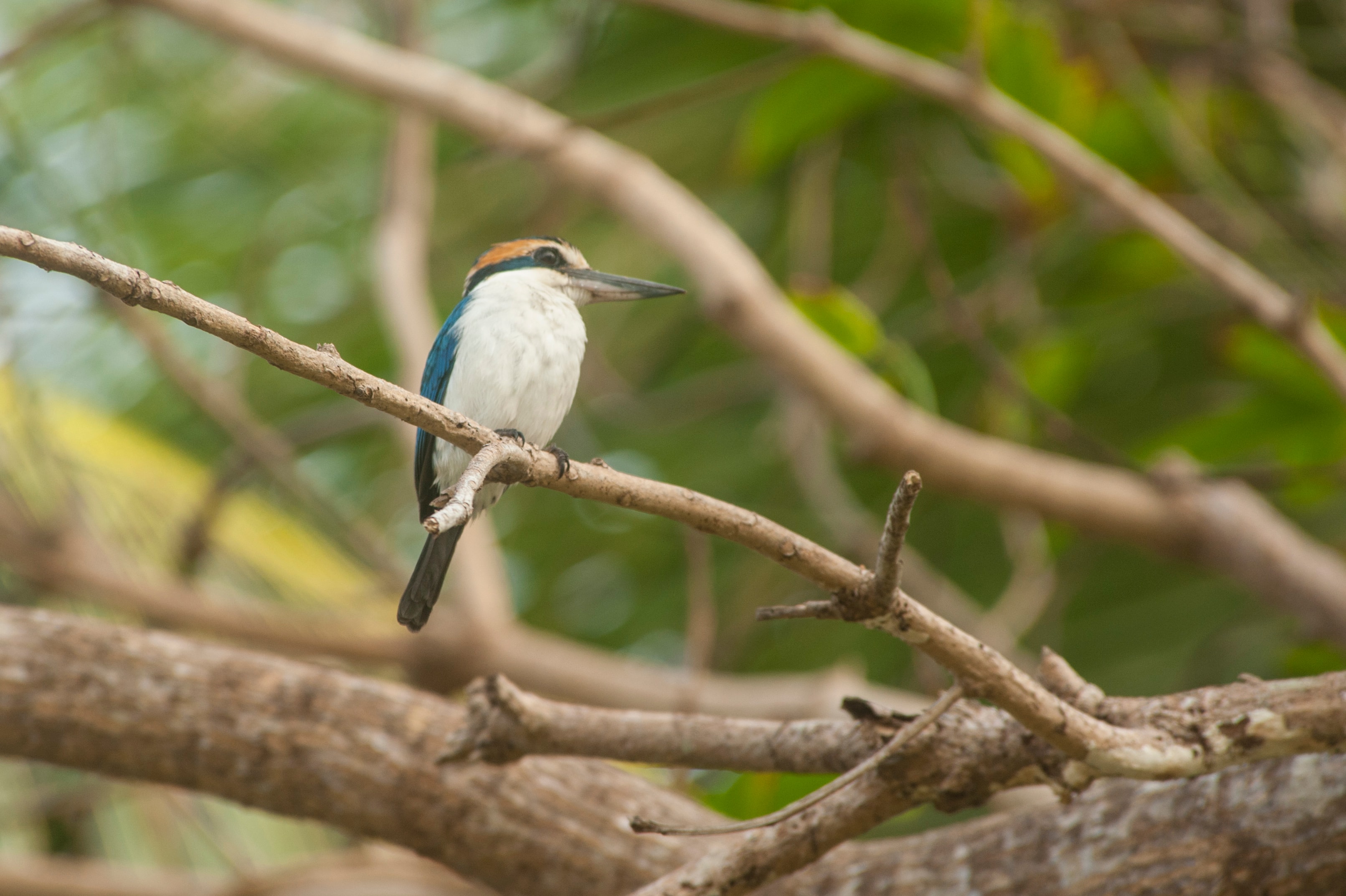 King Fisher bird