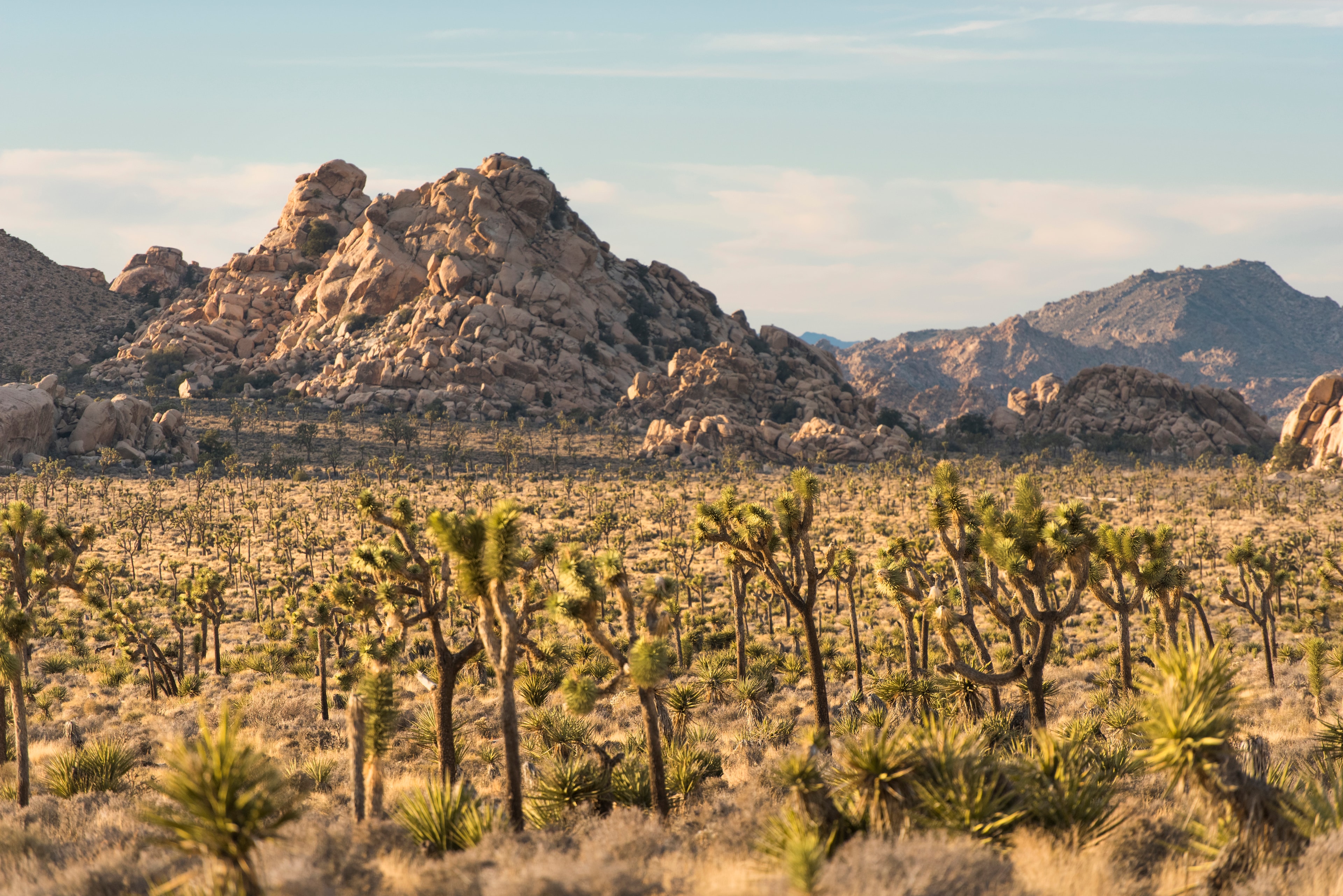 Joshua trees grow on a flat plain with boulder outcrops and mountains in the distance