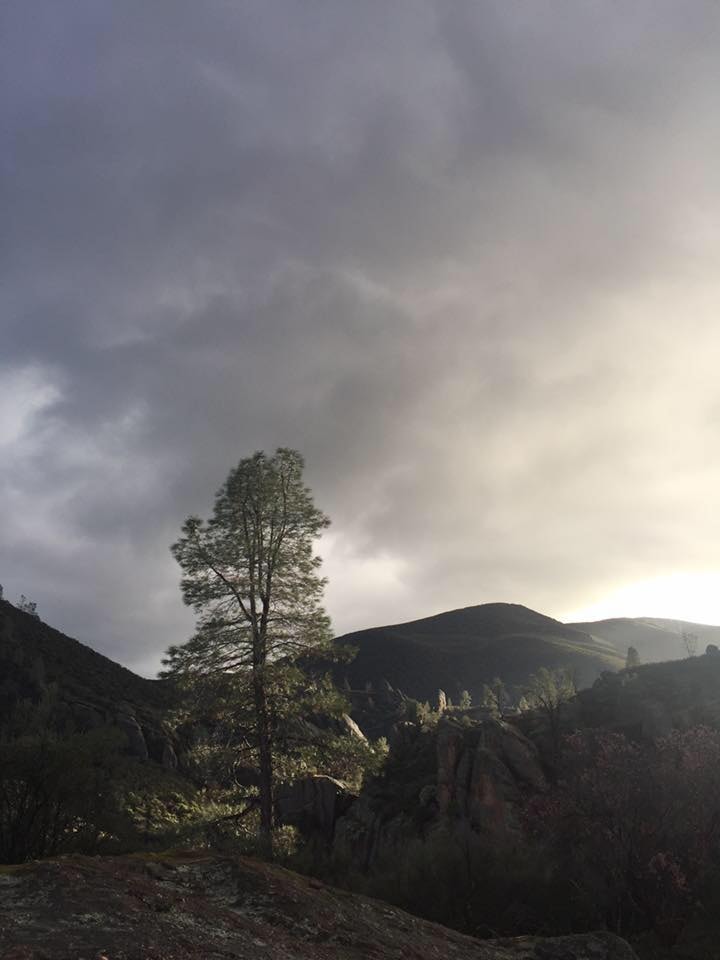 Light falling on tree