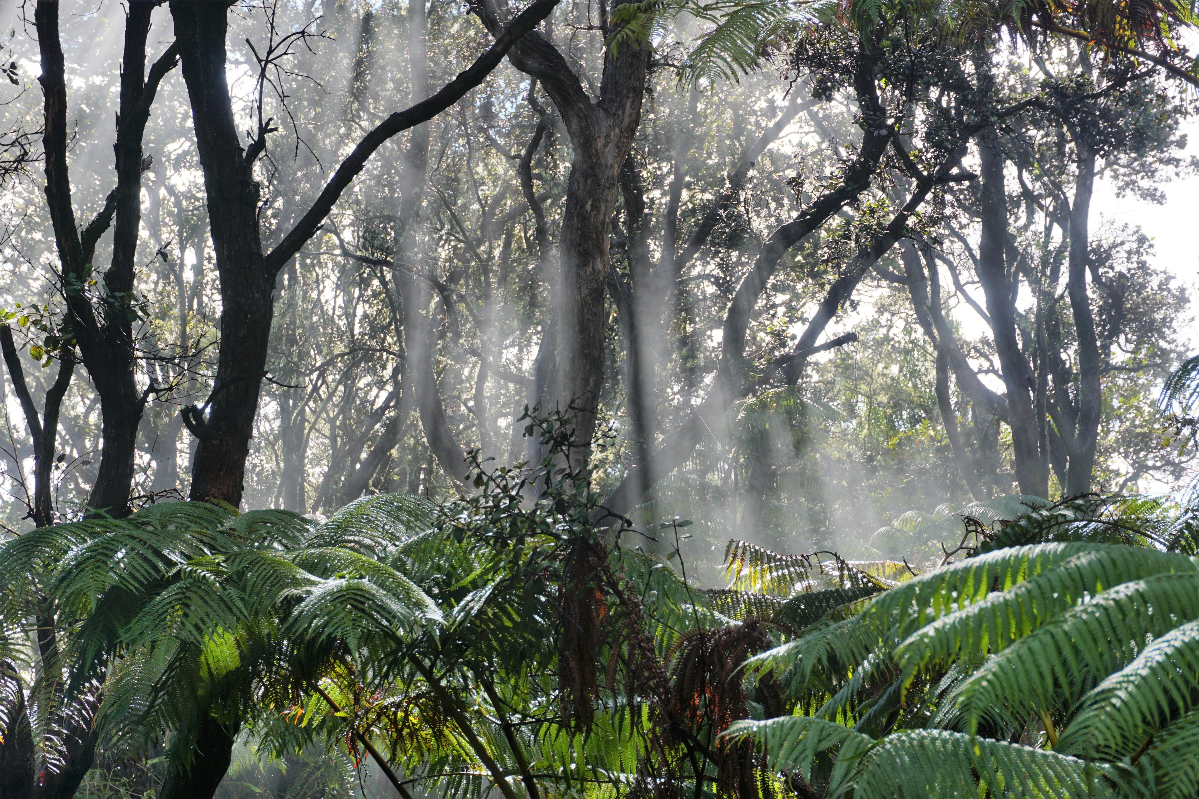 Rays of light shine through a misty rainforest with ferns covering the understory