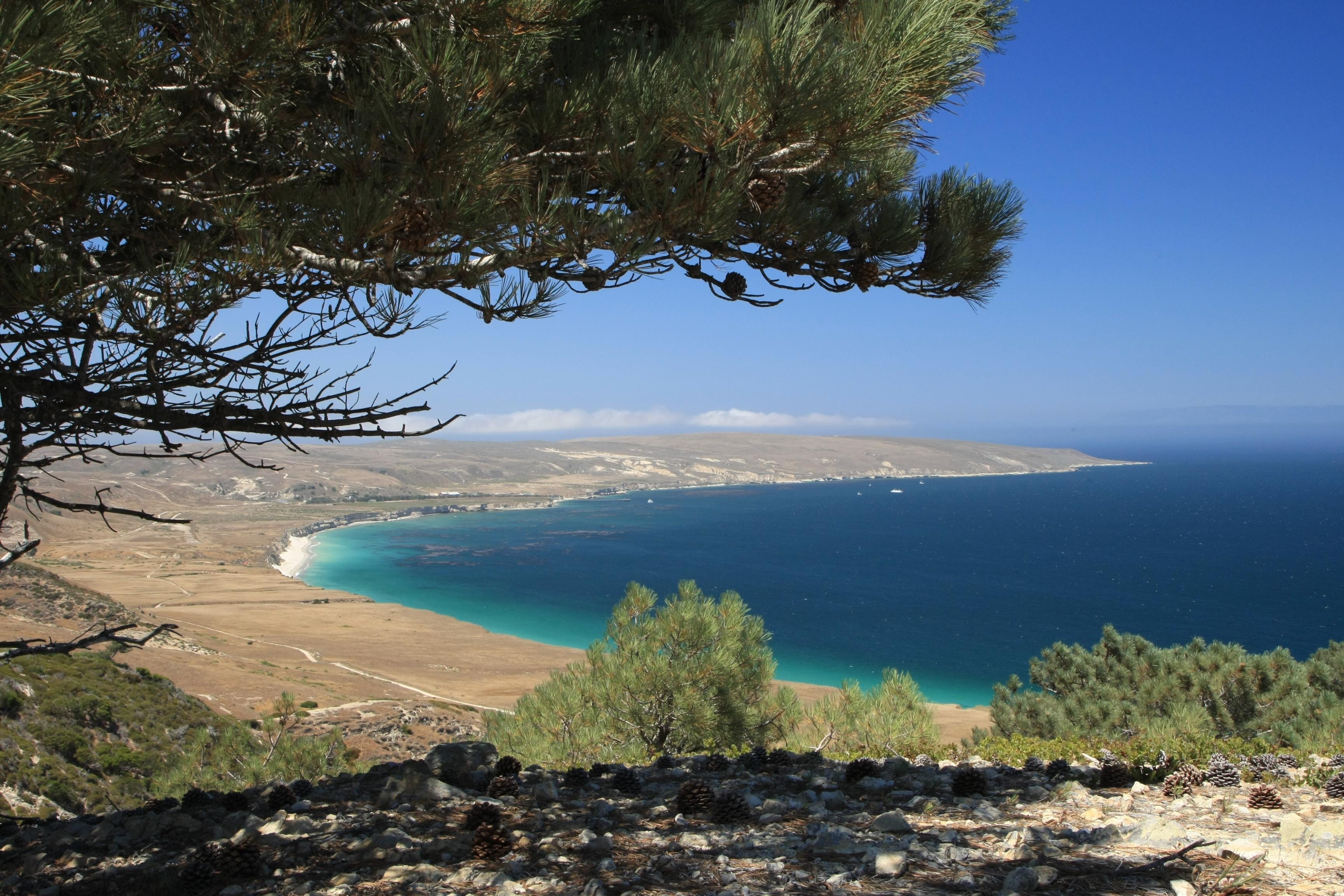 Pine tree high on a ridge overlooking a bay with blue water and white sand beach.