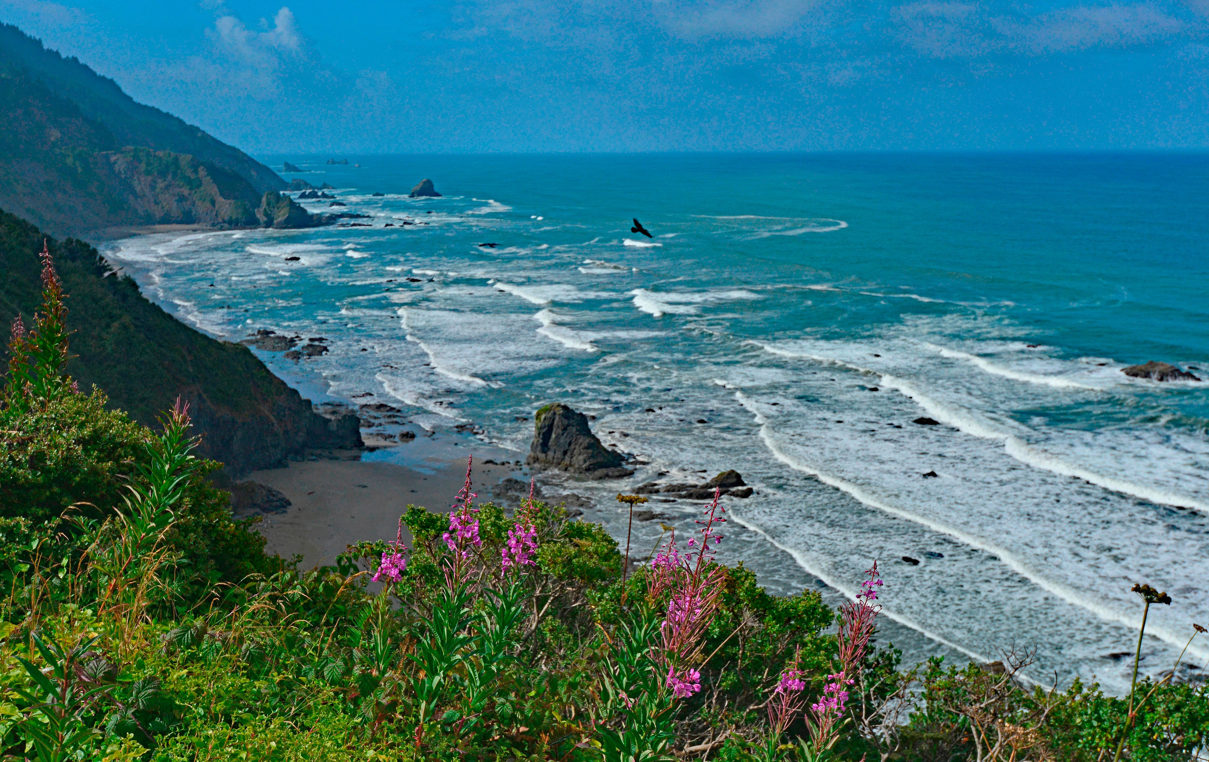 Rugged coastal cliffs drop to blue ocean and waves. Pink flowers in the foreground.