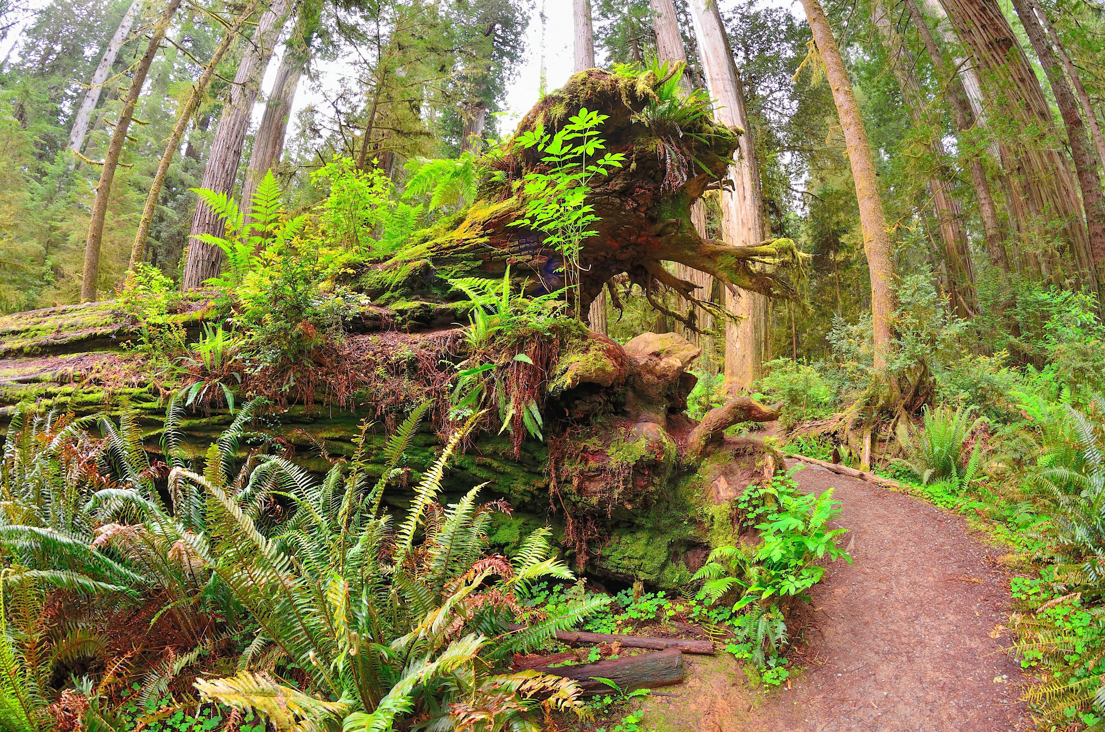 A tree stump is covered with plants.