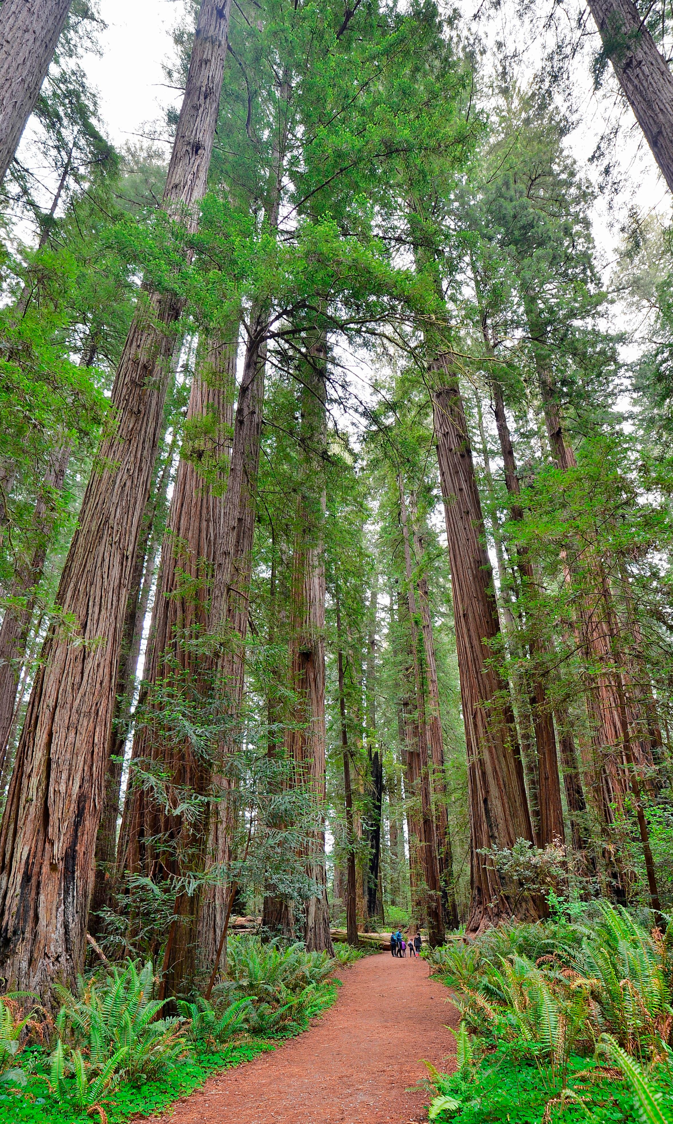 A trail meanders into a  grove of tall trees. A family is seen  at the far end of the trail.