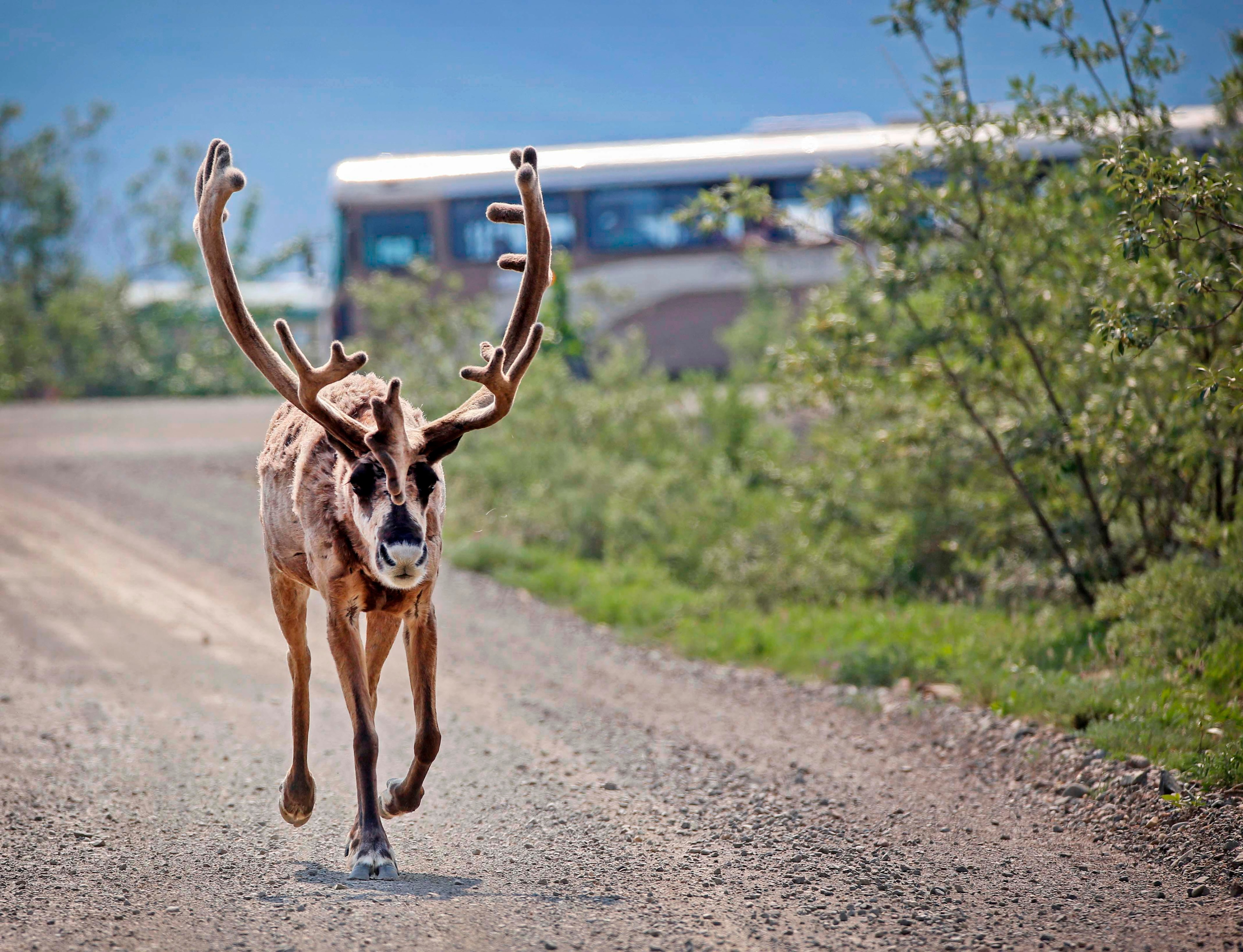 a bus on a gravel road behind a large caribou that is trotting on the road